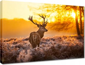 Vászonkép 70x50 Szarvas naplementekor