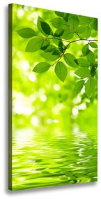 Vászonkép nyomtatás Zöld levelek ocv-41296480