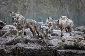 Plakát Farkasok - Grey Wolf