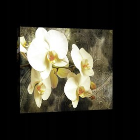 Vászonkép 60x40 Orchidea virágok fehér virágok csendélet virágzás elegancia