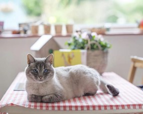 Poszter 50x40cm Macska az asztalon, Assaf Frank