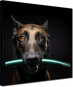 Vászonkép 30x30 Juhászkutya játék kutyus