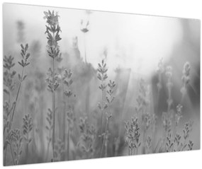 Kép - Levendula (90x60 cm)