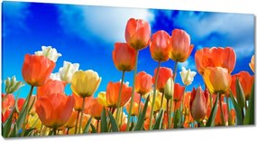 Vászonkép 115x55 Színes tulipánok Virágok