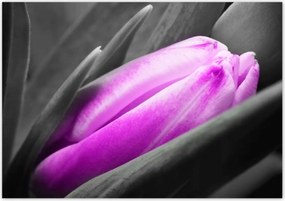 Plakátok 100x70 Lila tulipán