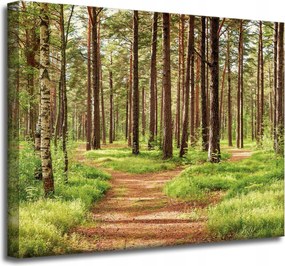 Vászonkép Ösvény az erdőben Fák Természet 50x40 cm