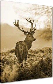 Vászonkép 60x80 Szarvas az erdőben