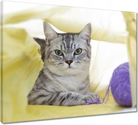 Vászonkép 50x40 Cica Cicák