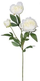 Mű bazsarózsa, 67 cm, fehér