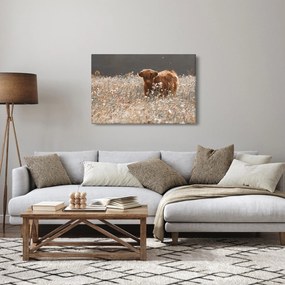 Kép - Skót tehén a virágban (90x60 cm)