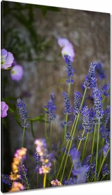 Vászonkép 80x120 Levendula