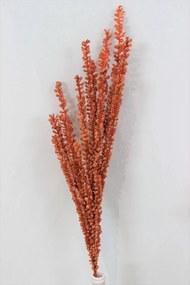 Narancssárga habfű, bogyókkal 80cm