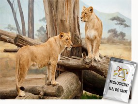 Fotótapéta Flizelina Vadon Élő Állatok Oroszlán Szafari Természet 350x250 ragasztó