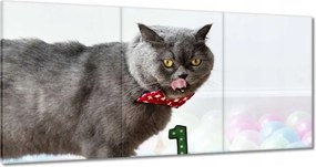 Vászonkép 120x60 Cica