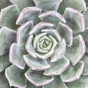 Poszter 40x40cm Pozsgás, Assaf Frank