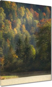 Vászonkép 70x100 Erdei táj Kilátás