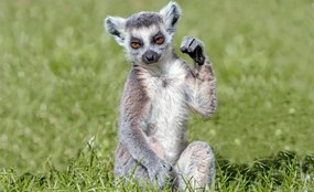 Lemur poszter, fotótapéta, Vlies (104 x 70,5 cm)