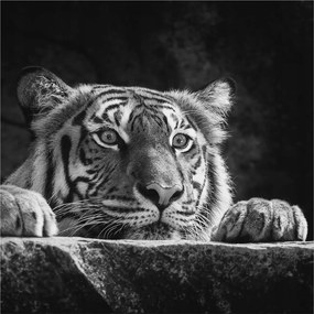 Fali fotótapéta Flizelin az étkezőbe Ragadozó tekintet 250x250