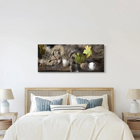 Kép - Hazudós macska (120x50 cm)