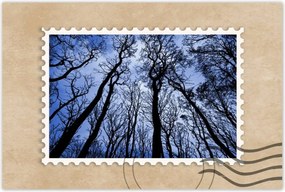 Poszterek 120x80 Erdő Fák Kilátás alulról