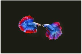 Poszterek 120x80 Színes két harcos