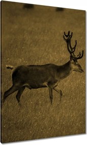 Vászonkép 70x100 Szarvas