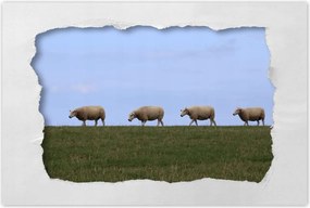 Poszterek 60x40 Juh legeltetés Bárányok