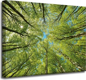 Vászonkép Levelek Fák Zöld Nap Ég 50x40 cm