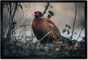 Poszterek keretben 60x40 Fácán a természetben Madarak