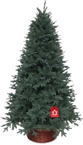 Ezüst lucfenyő 210 cm