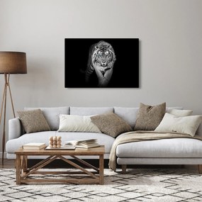 Kép - Tigris kék szemekkel (90x60 cm)