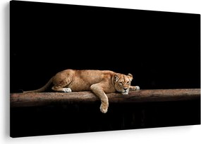 Kép - Lioness (90x60 cm)
