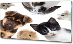 Fotó-üvegkép Háziállatok 100x70