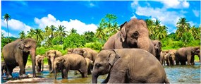 Kép - Elefántok, Sri Lanka (120x50 cm)