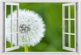 Poszterek 60x40 Pitypang VirĂĄg VirĂĄgok