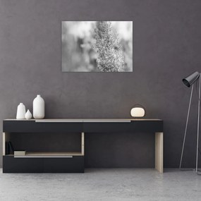 Üveg kép - Boho pampafű (70x50 cm)