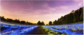 Színes mező képe (120x50 cm)