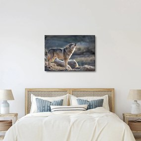 Kép - Üvöltő farkas (70x50 cm)