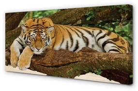 Canvas képek tigris fa 100x50 cm