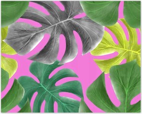 Poszterek 50x40 Levelek Monstery