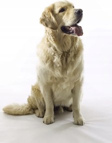 Poszter 42x59,4cm Golden Retriever, fehér alapon, Assaf Frank