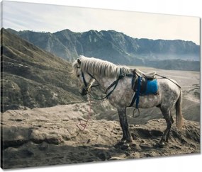 Vászonkép 80x60 Ló expedíció a hegyekbe