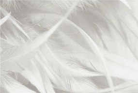 Fotótapéta Flizelin Dekoratív Hálószoba Finom tollak 104x70 Ragasztó