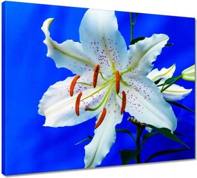 Vászonkép 50x40 Liliom Fehér virág Virág