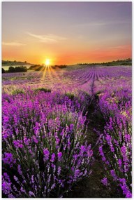 Poszterek 60x90 Levendulamező Nyugat