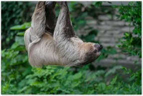 Poszterek 120x80 Lajhár lustaság közben