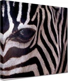 Festmények 20x20 Makro fotó zebra
