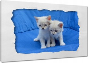 Képek 120x80 Édes cicák Cicák