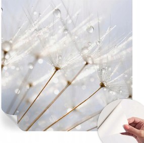 Dekoratív öntapadós fotótapéta Rosa pitypang irodába 250x250 cm