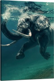 Vászonkép Lebegő elefánt a vízben Művészet 80x120 cm